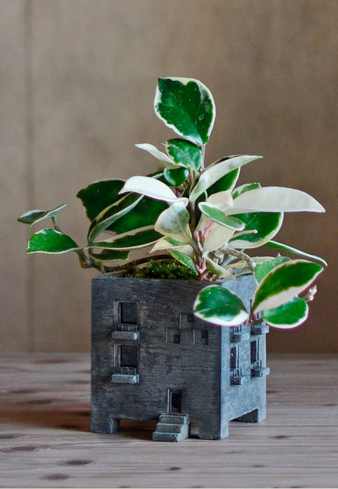 PLANTER - Mansion